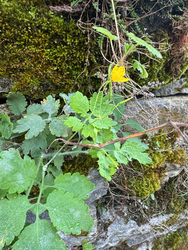 Greater celandine