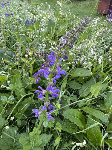 Meadow Sage