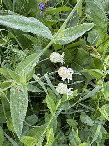 bladder campion