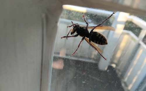 European Hornet