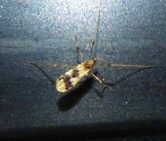 Erioptera venusta