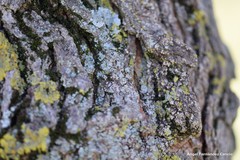 Physconia grisea