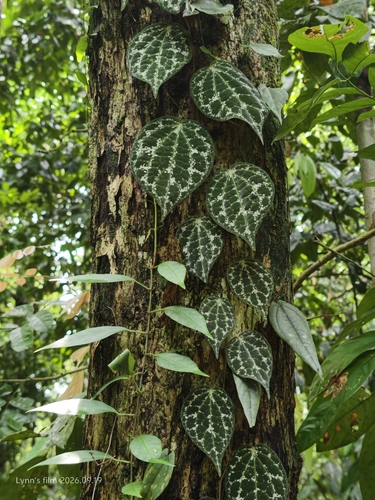 Piper porphyrophyllum