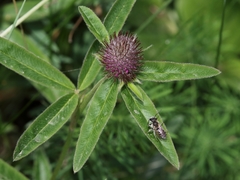 Trifolium rubens