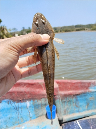 Platycephalus indicus observed 2026-09-20