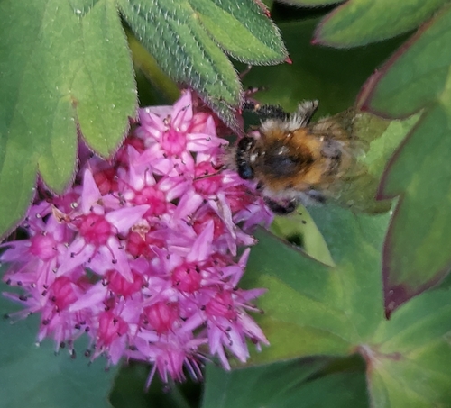 Common Carder Bumble Bee