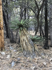 Yucca madrensis