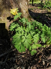 Corydalis nobilis