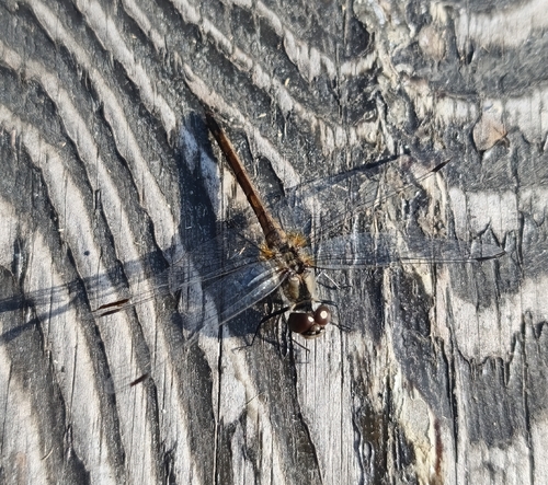 Black Meadowhawk