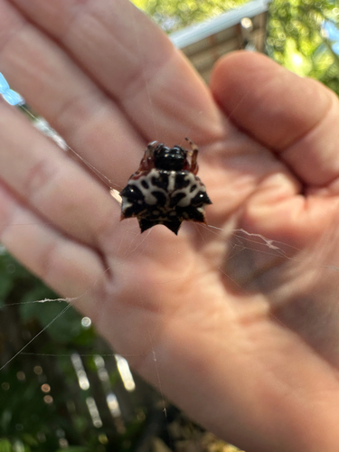 Priestly Spiny Orbweaver
