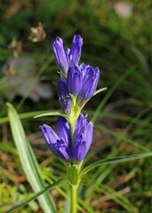 Gentiana decumbens, photograph (c) Иван Пристрем, some rights reserved (CC BY)