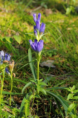 Gentiana decumbens