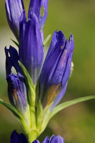 Gentiana decumbens, photograph 3