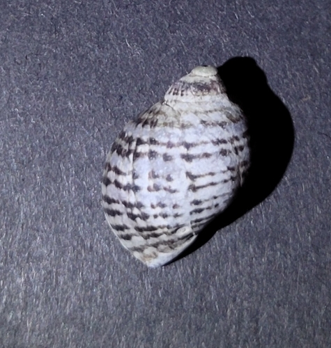 Nucella emarginata observed 2026-09-19