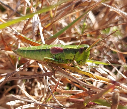 Small Gold Grasshopper