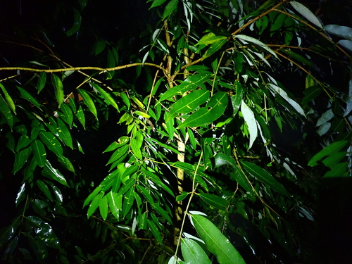 Ceylon ironwood