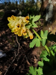 Corydalis nobilis