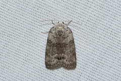 Polygrammate cadburyi