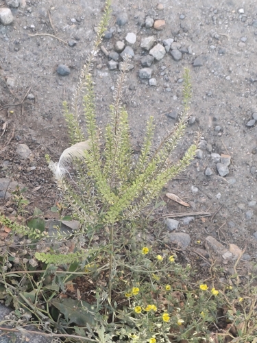 Lepidium densiflorum observed 2026-09-20