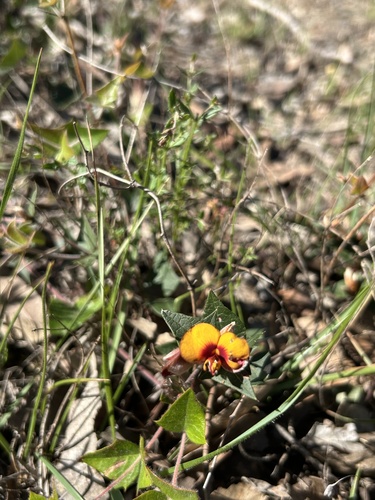 Common Flat-pea