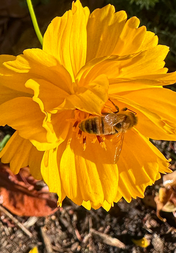 Western Honey Bee