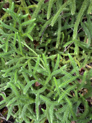 Lycopodium venustulum observed 2026-07-31