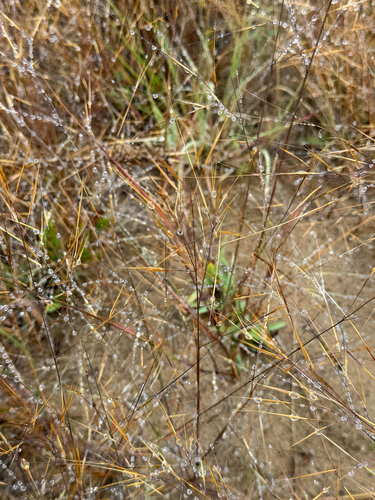 Aristida tuberculosa, 2026-09-19