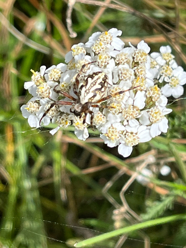 Northern Orbweaver