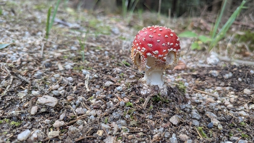 Fly Agaric