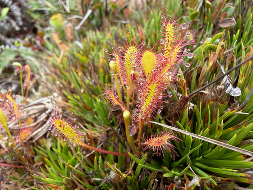 Drosera anglica observed 2026-06-06