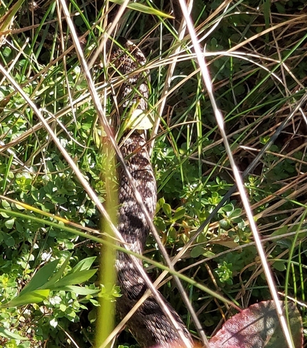 Adder