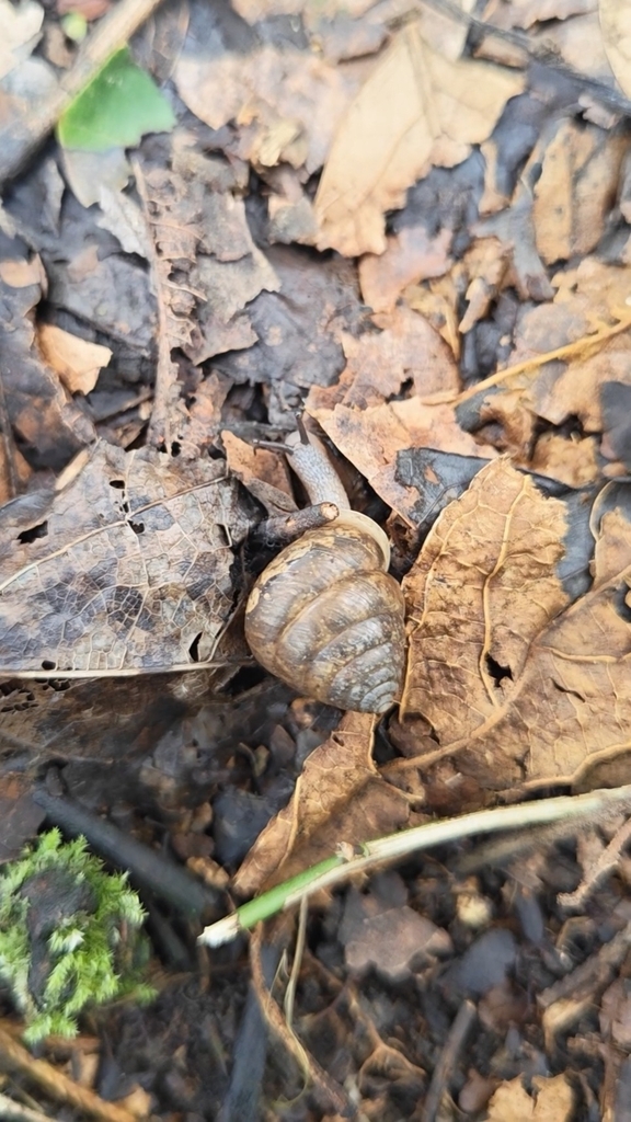Ganesella emeiensis