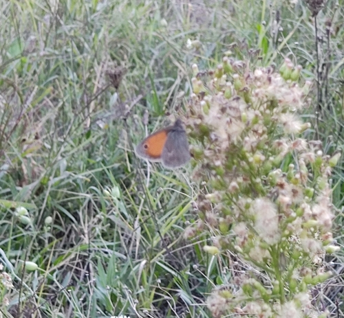 Small Heath
