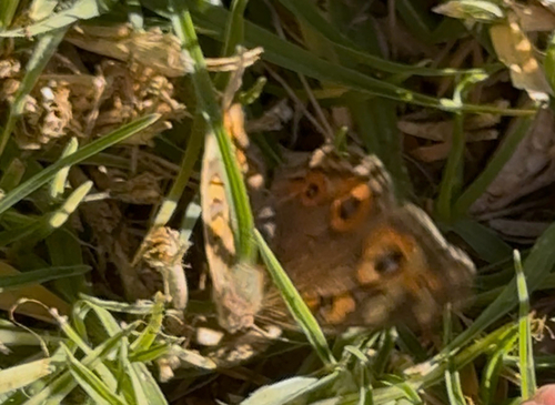 Meadow Argus