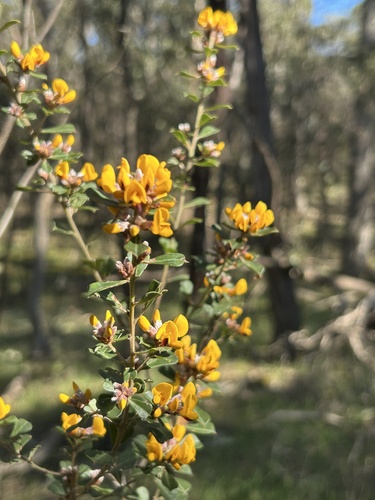 Large-leaf Bush Pea