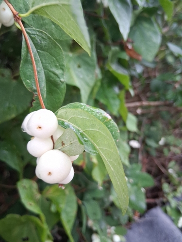 Common Snowberry