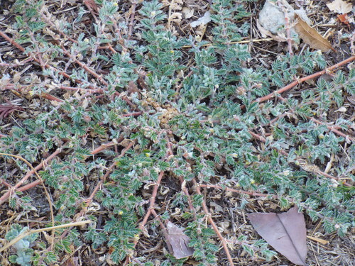 puncture vine