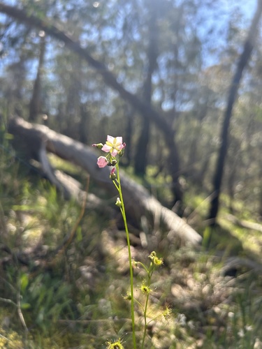Tall sundew
