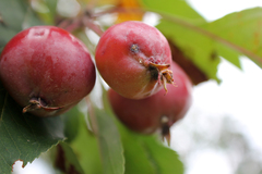 Malus purpurea