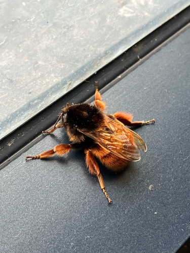 Orange-legged Bumble Bee