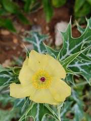 Argemone mexicana