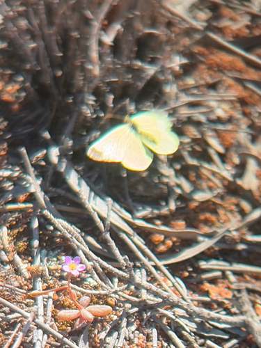 Small Grass-yellow