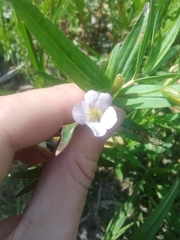 Gratiola officinalis