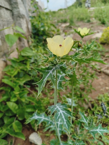 Argemone mexicana, photograph 2