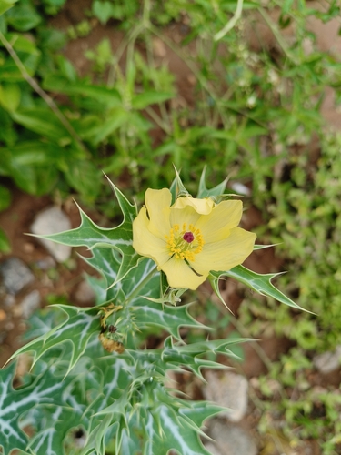Argemone mexicana, photograph 3