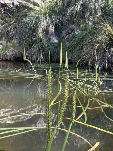 Water Ribbons