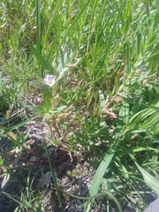 Gratiola officinalis