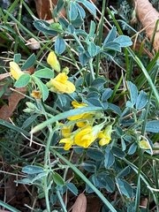 Medicago falcata, photograph (c) Thomas Ebner, some rights reserved (CC BY)