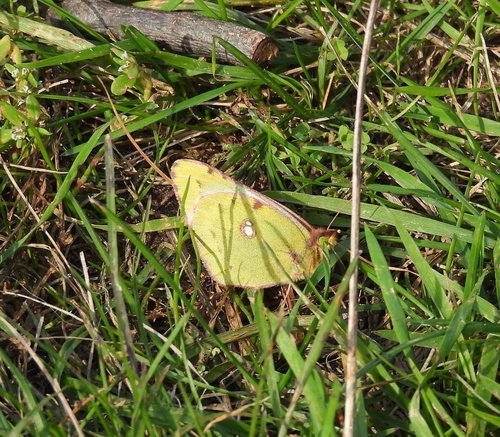 Pale Clouded Yellow