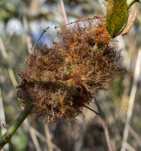 Mossy Rose Gall Wasp